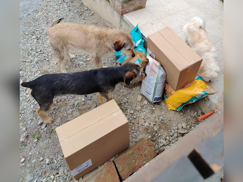 junger Terrier Mischlings-Rüde Max sucht ein Zuhause, Junghund