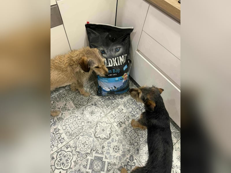 junger Terrier Mischlings-Rüde Max sucht ein Zuhause, Junghund