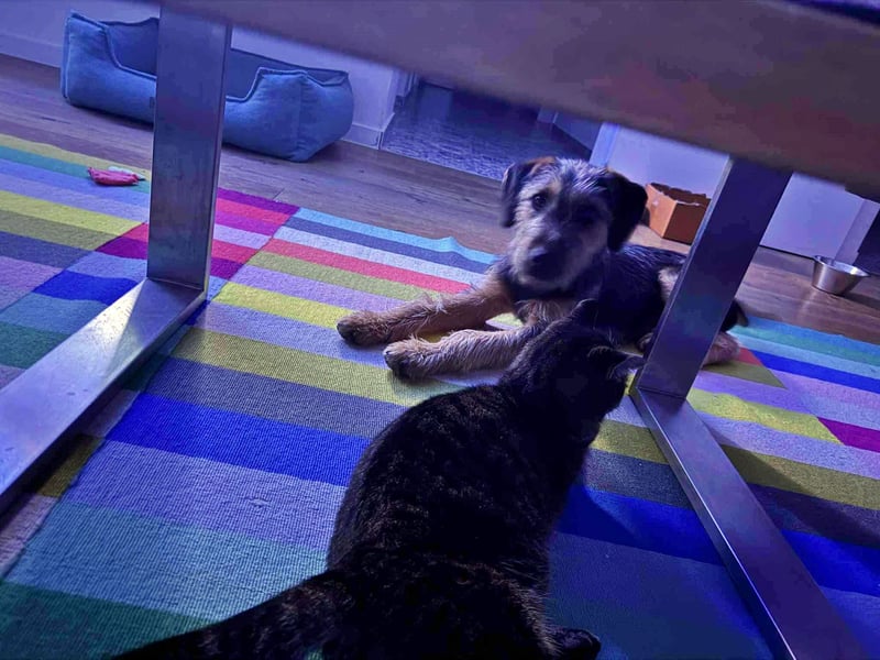 junger Terrier Mischlings-Rüde Max sucht ein Zuhause, Junghund