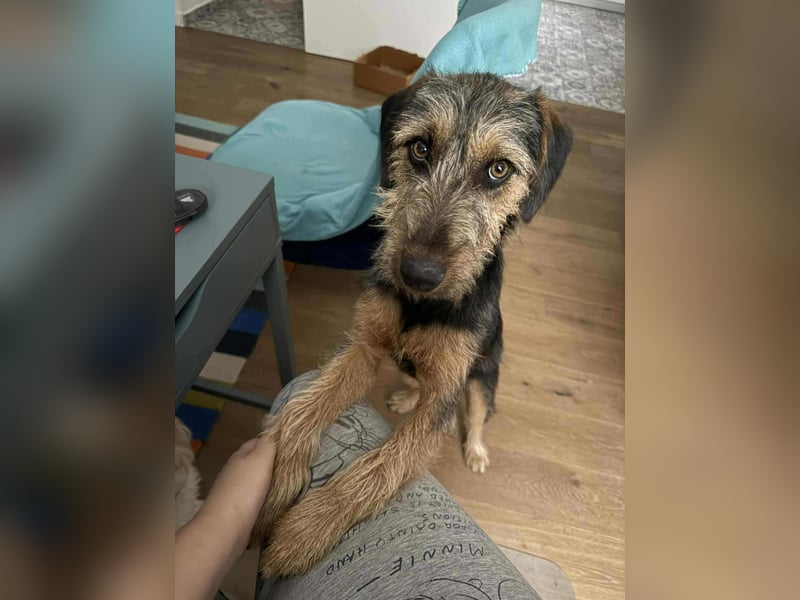 junger Terrier Mischlings-Rüde Max sucht ein Zuhause, Junghund