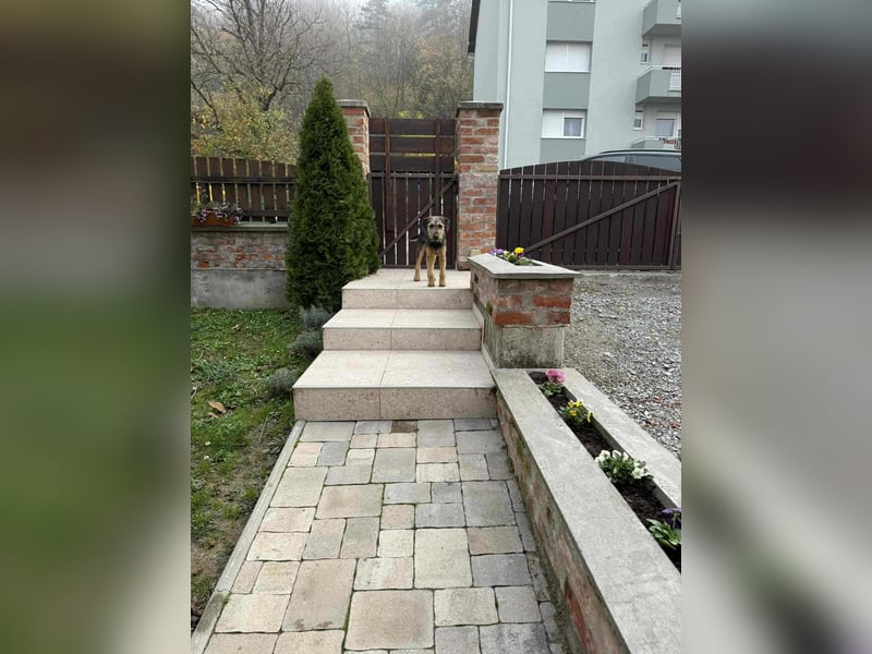 junger Terrier Mischlings-Rüde Max sucht ein Zuhause, Junghund