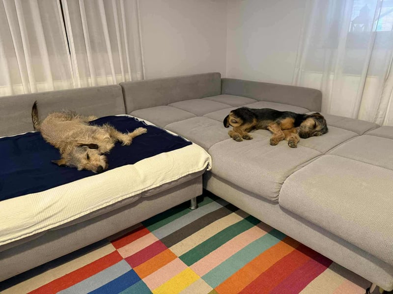 junger Terrier Mischlings-Rüde Max sucht ein Zuhause, Junghund