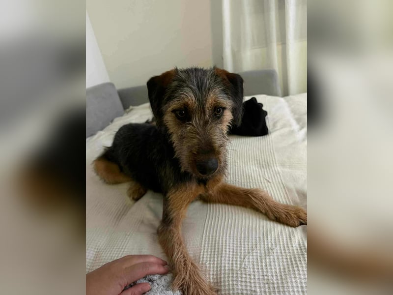junger Terrier Mischlings-Rüde Max sucht ein Zuhause, Junghund