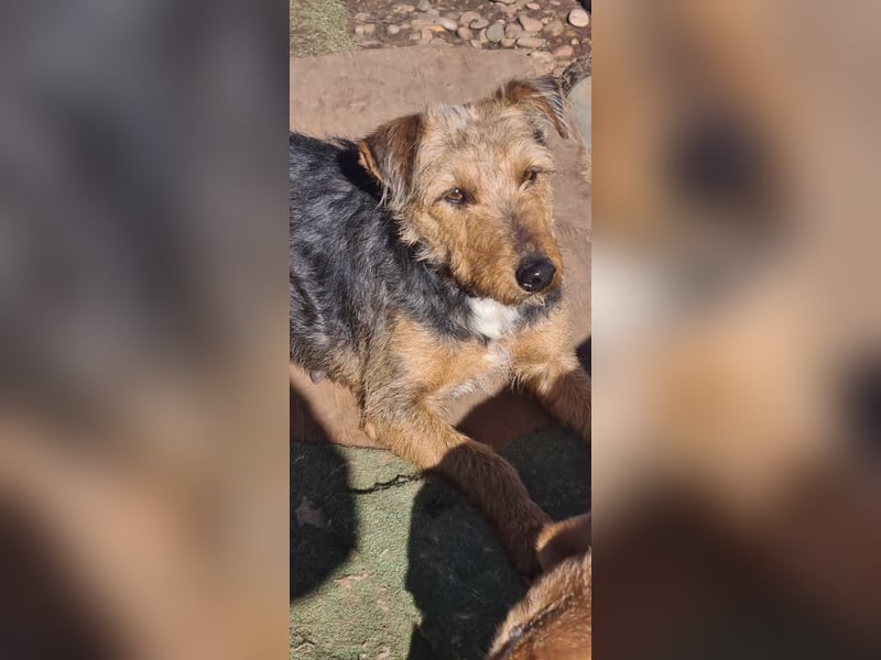 Mari Pili, zu sensibel fürs Tierheim-Notfall