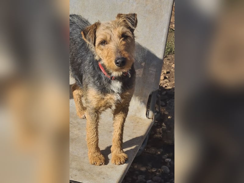 Mari Pili, zu sensibel fürs Tierheim-Notfall