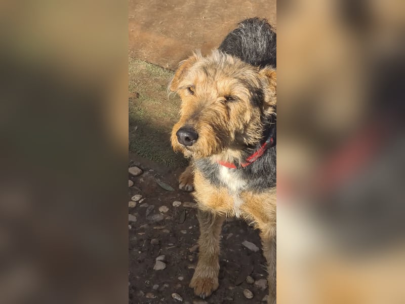 Mari Pili, zu sensibel fürs Tierheim-Notfall