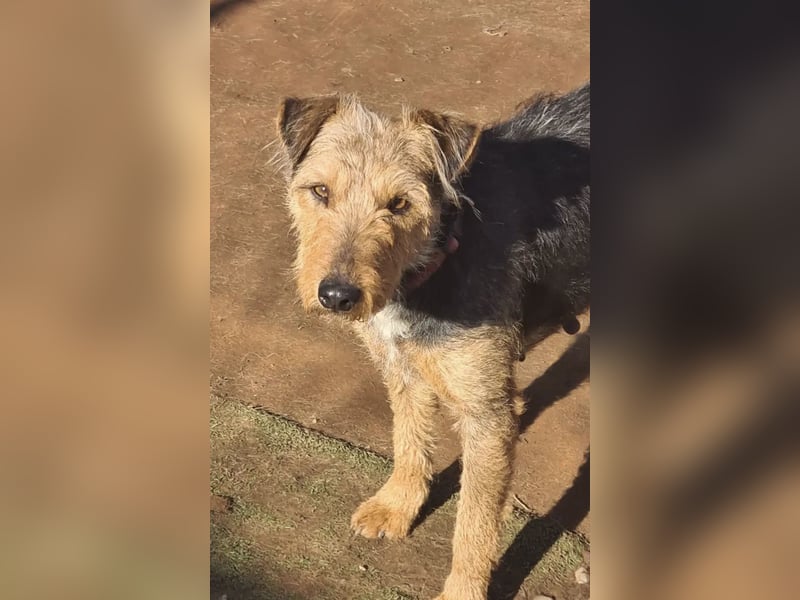 Mari Pili, zu sensibel fürs Tierheim-Notfall