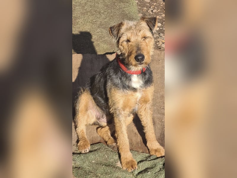 Mari Pili, zu sensibel fürs Tierheim-Notfall