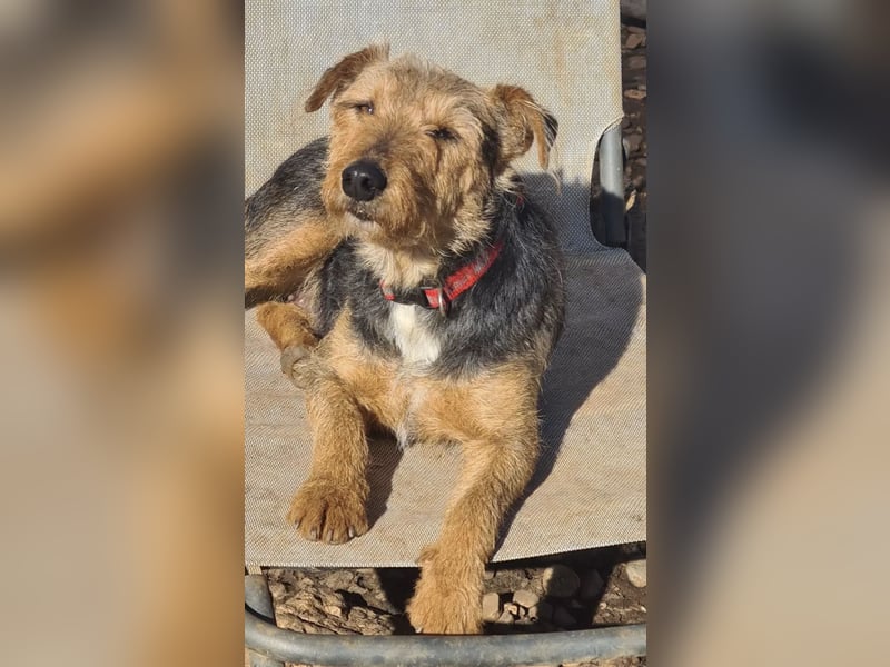 Mari Pili, zu sensibel fürs Tierheim-Notfall