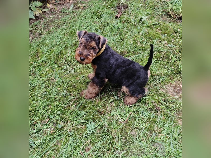 Welsh-Terrier Rüde