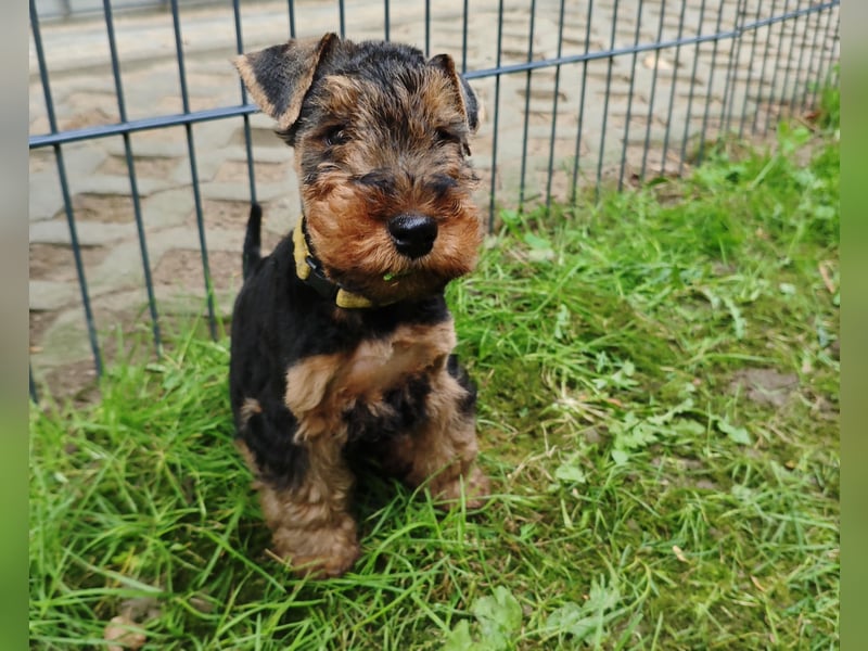 Welsh-Terrier Rüde