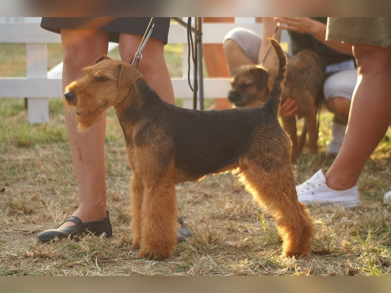 Wels Terrier Welpen