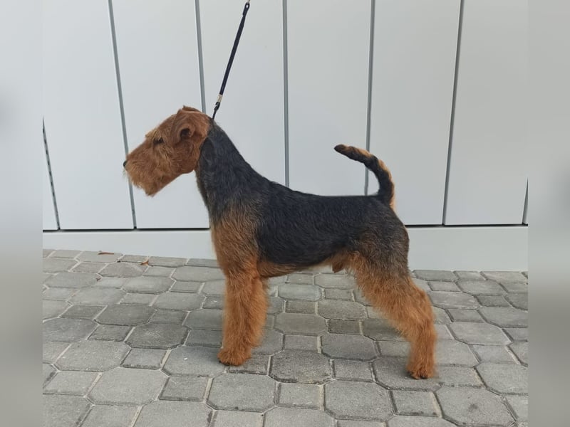 Wels Terrier Welpen