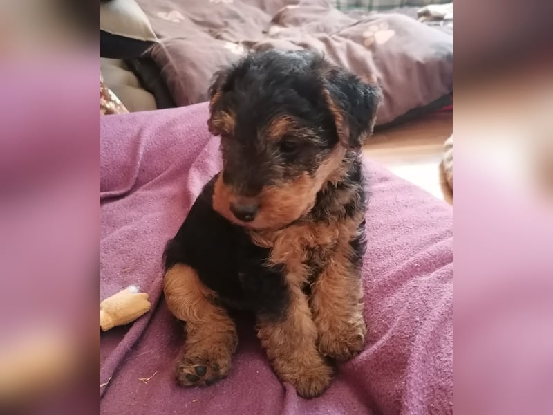 Welsh Terrier