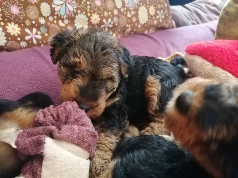 Welsh Terrier