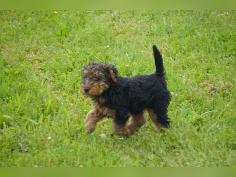 Welshterrier Rüde