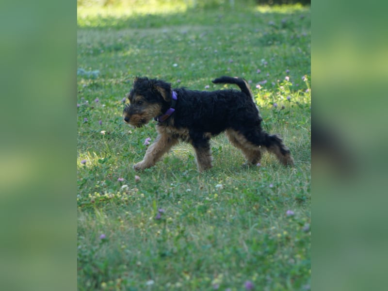 Welshterrier Hündin