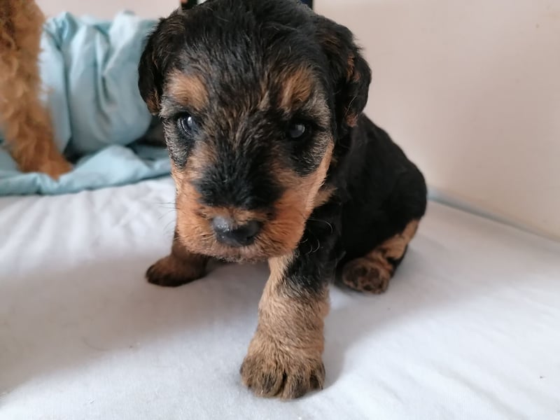 Welsh Terrier