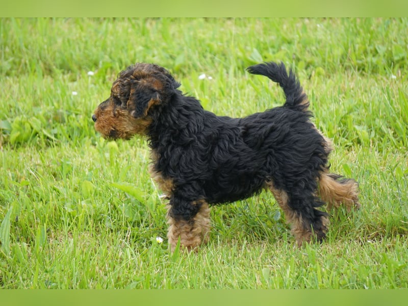 Welshterrier Rüde