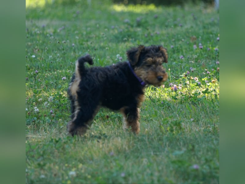 Welshterrier Hündin