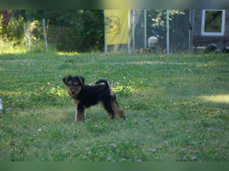 Welshterrier Hündin