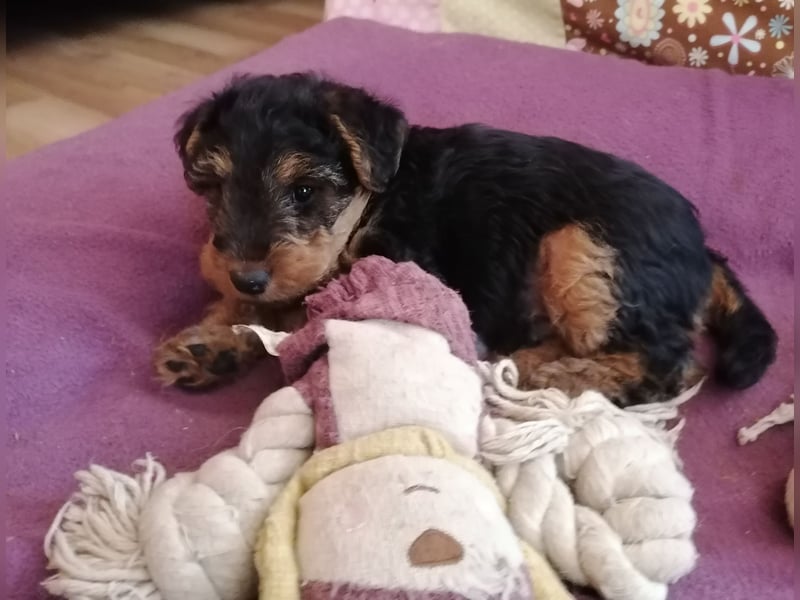 Welsh Terrier
