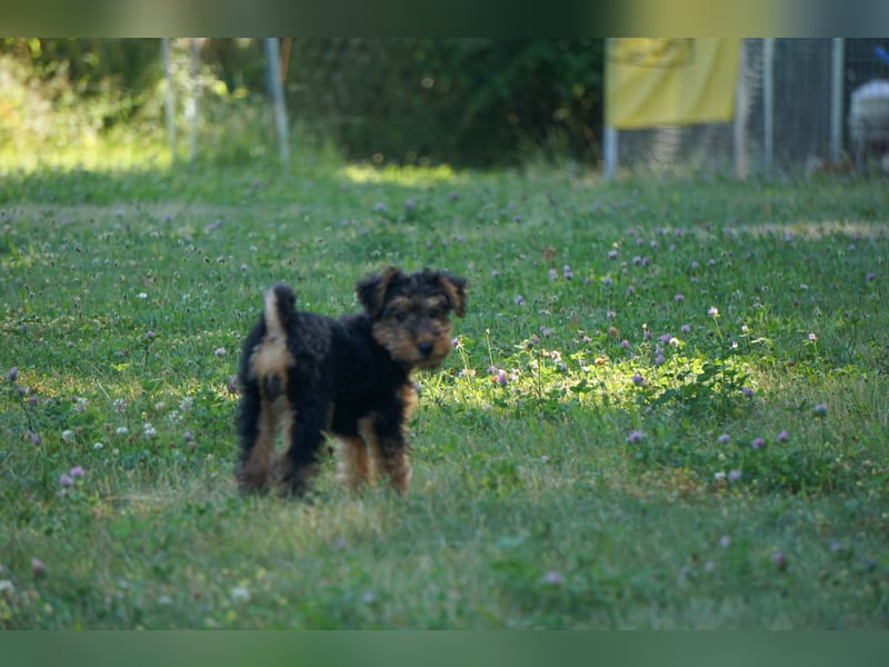 Welshterrier Hündin