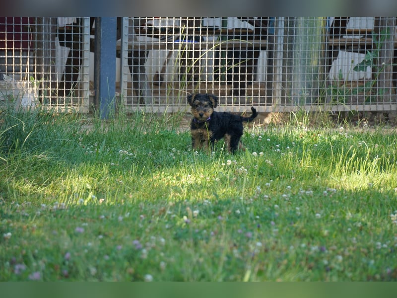 Welshterrier Hündin
