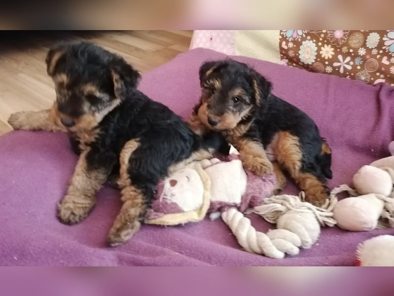Welsh Terrier