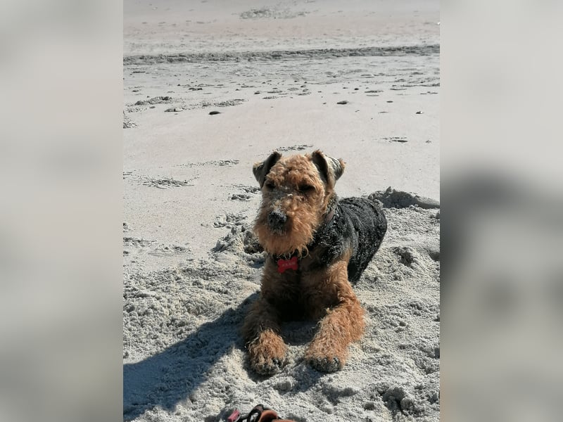 Welsh Terrier für aktive Menschen
