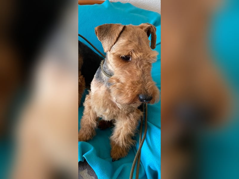 Welsh Terrier für aktive Menschen