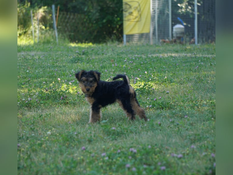 Welshterrier Hündin