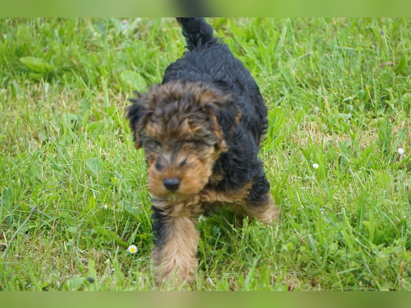 Welshterrier Rüde
