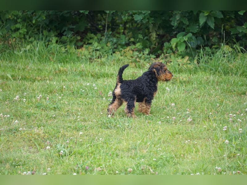 Welshterrier Rüde