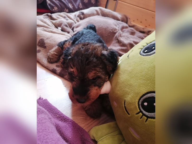 Welsh Terrier