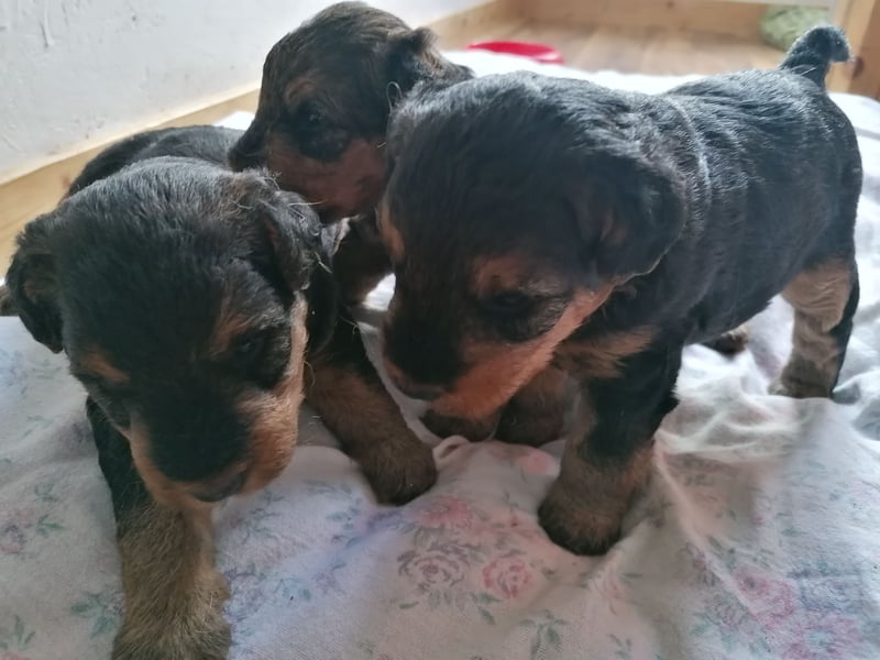 Welsh Terrier
