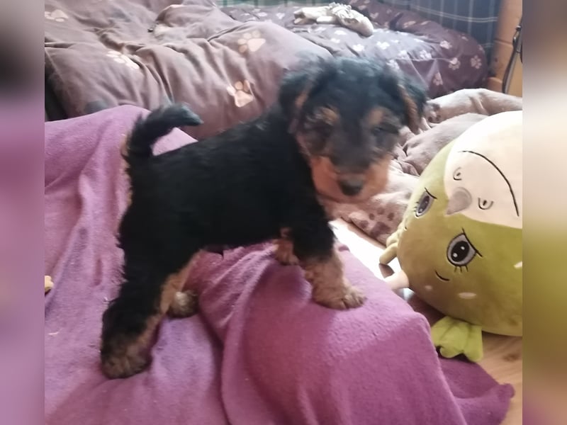 Welsh Terrier