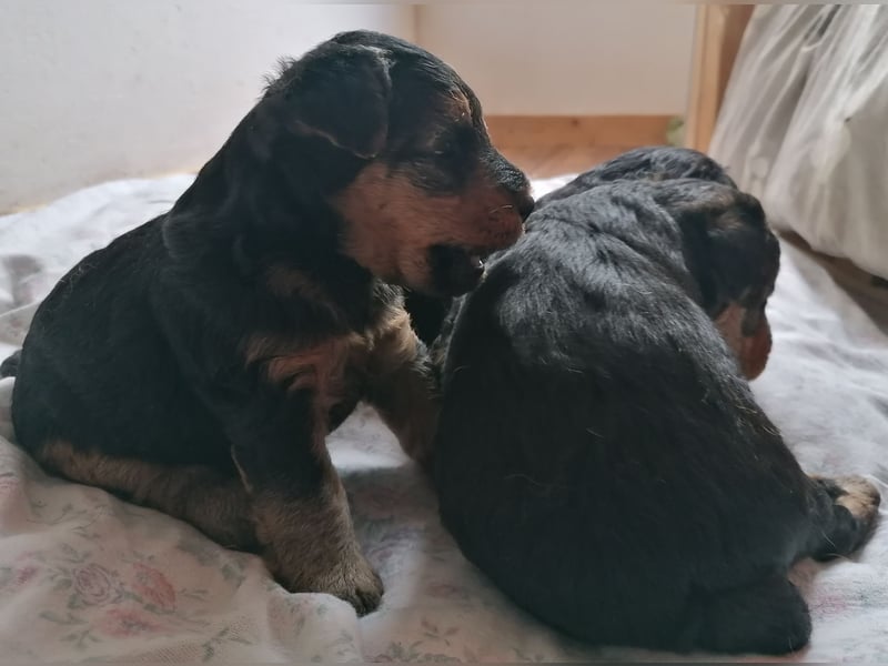 Welsh Terrier