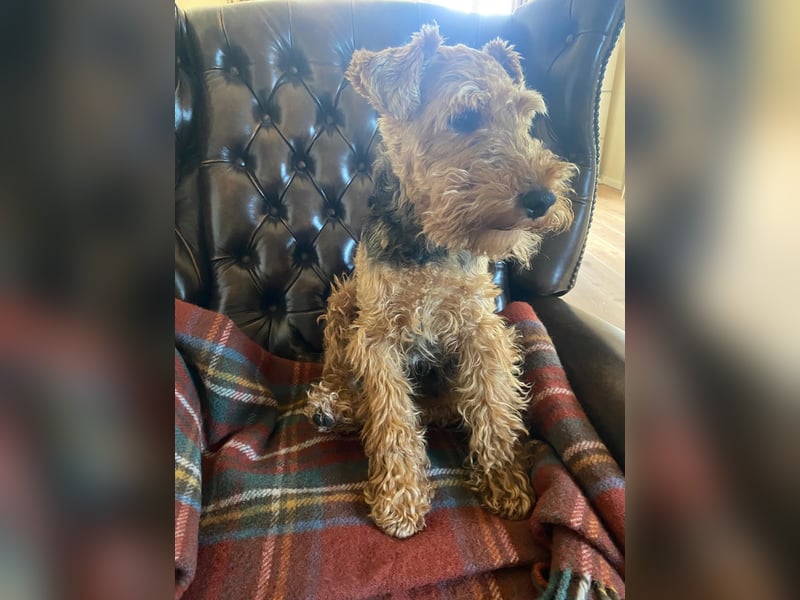 Welsh Terrier für aktive Menschen