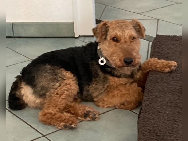 Notfallvermittlung Welsh Terrier