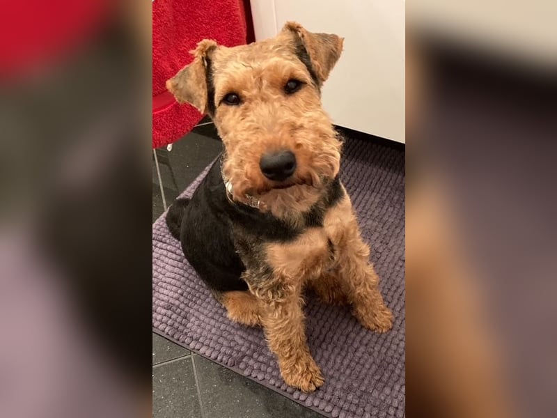 Notfallvermittlung Welsh Terrier