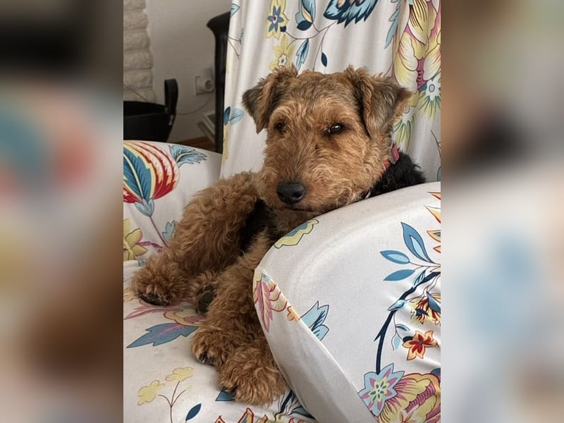 Notfallvermittlung Welsh Terrier