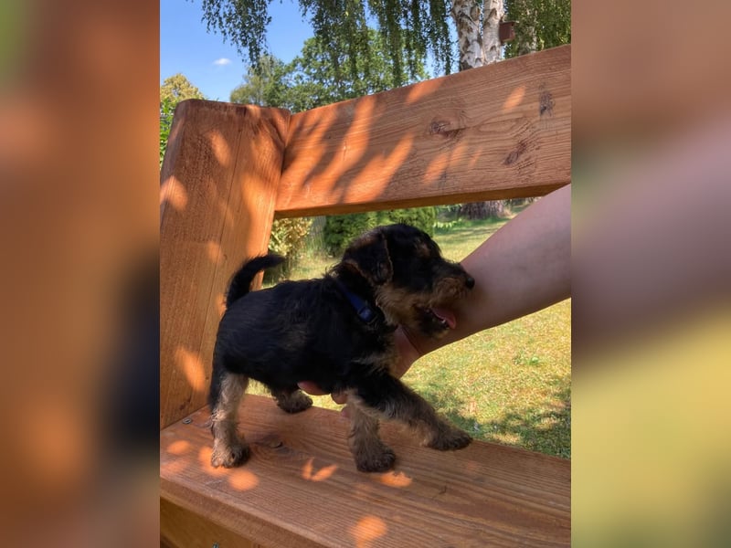 Welsh Terrier Welpen