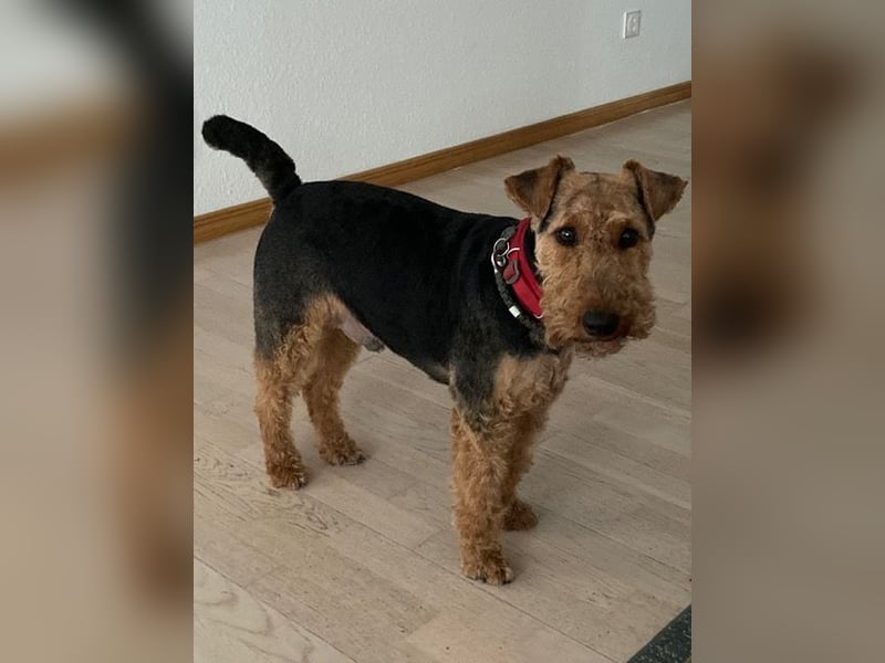 Notfallvermittlung Welsh Terrier