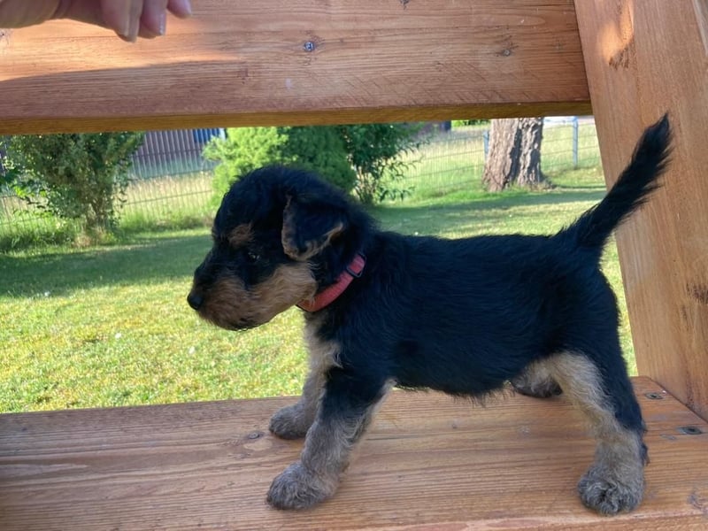 Welsh Terrier Welpen