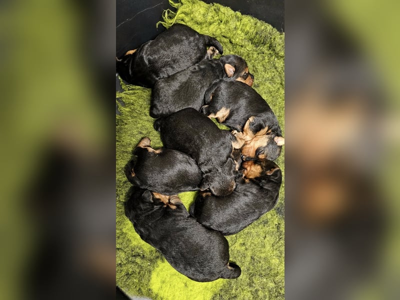 Welsh Terrier (Welpen FCI)