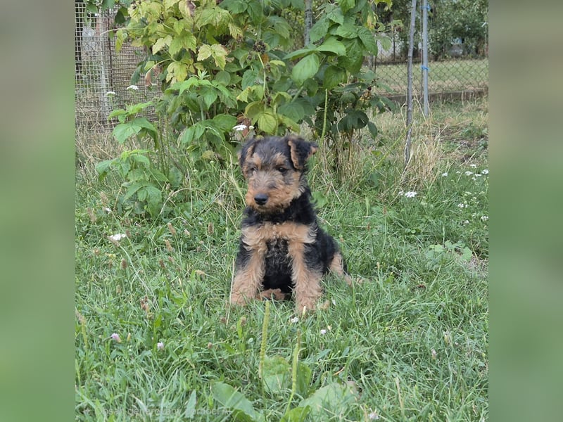 Welsh Terrier (Welpen FCI)