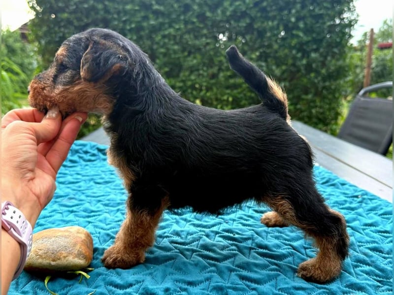 Welsh Terrier (Welpen FCI)