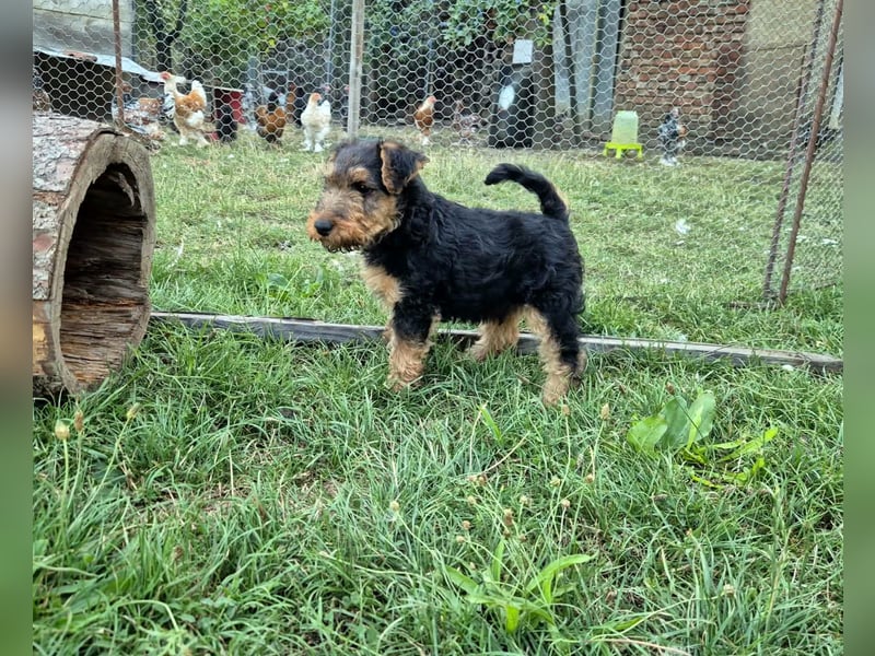 Welsh Terrier (Welpen FCI)