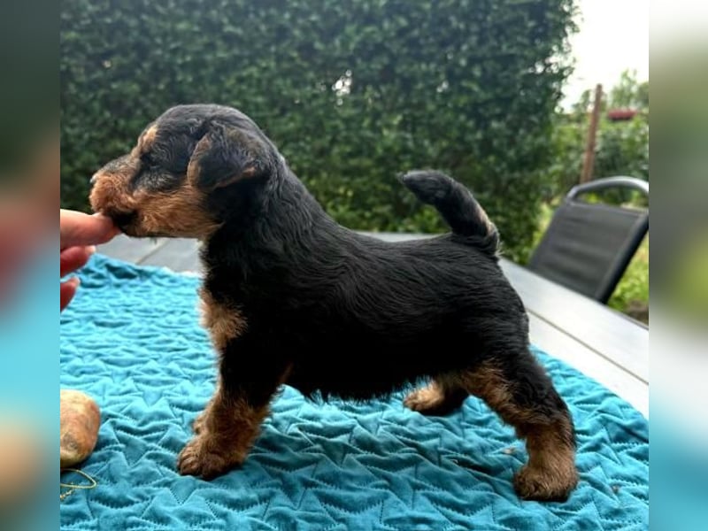 Welsh Terrier (Welpen FCI)